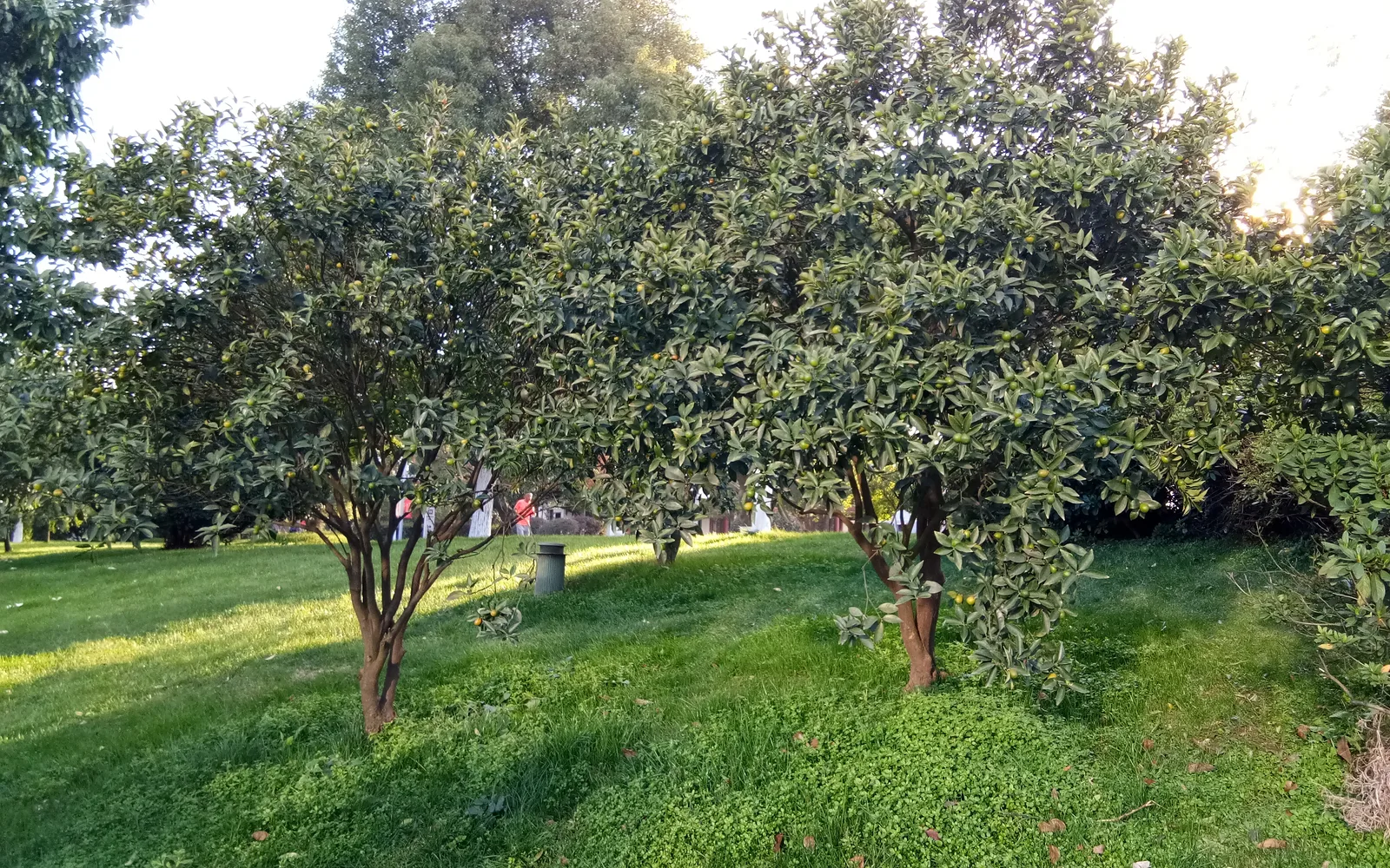 Orange tree with ripe citrus fruit in a commercial grove